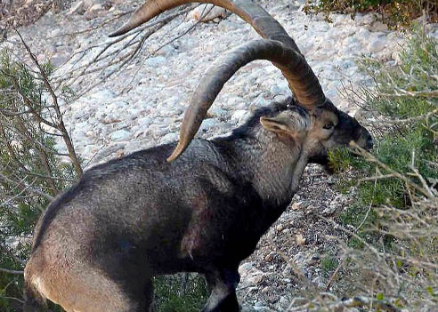caccia all'ibex beceite italia europa ungulati
