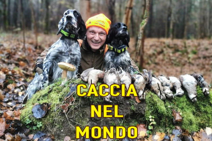 caccia nel mondo caccia al daino in repubblica ceca