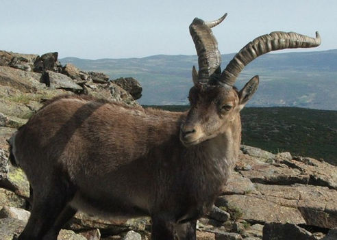 caccia all'Ibex di gredos e italia europa ungulati