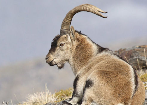caccia all'ibex di ronda italia europa ungulati